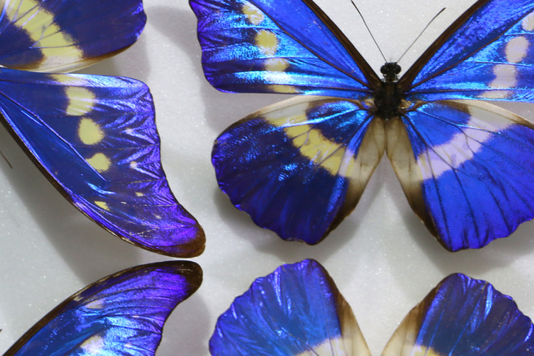 躍動感ある昆虫標本