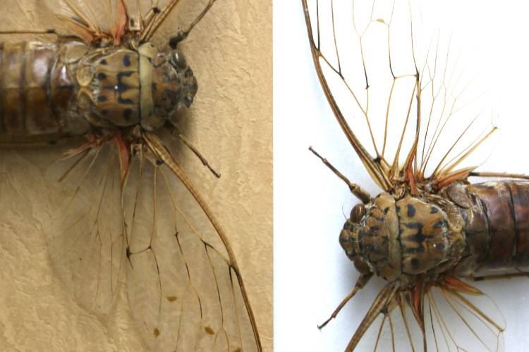 クイズなど子供が興味を持つ参加型展示